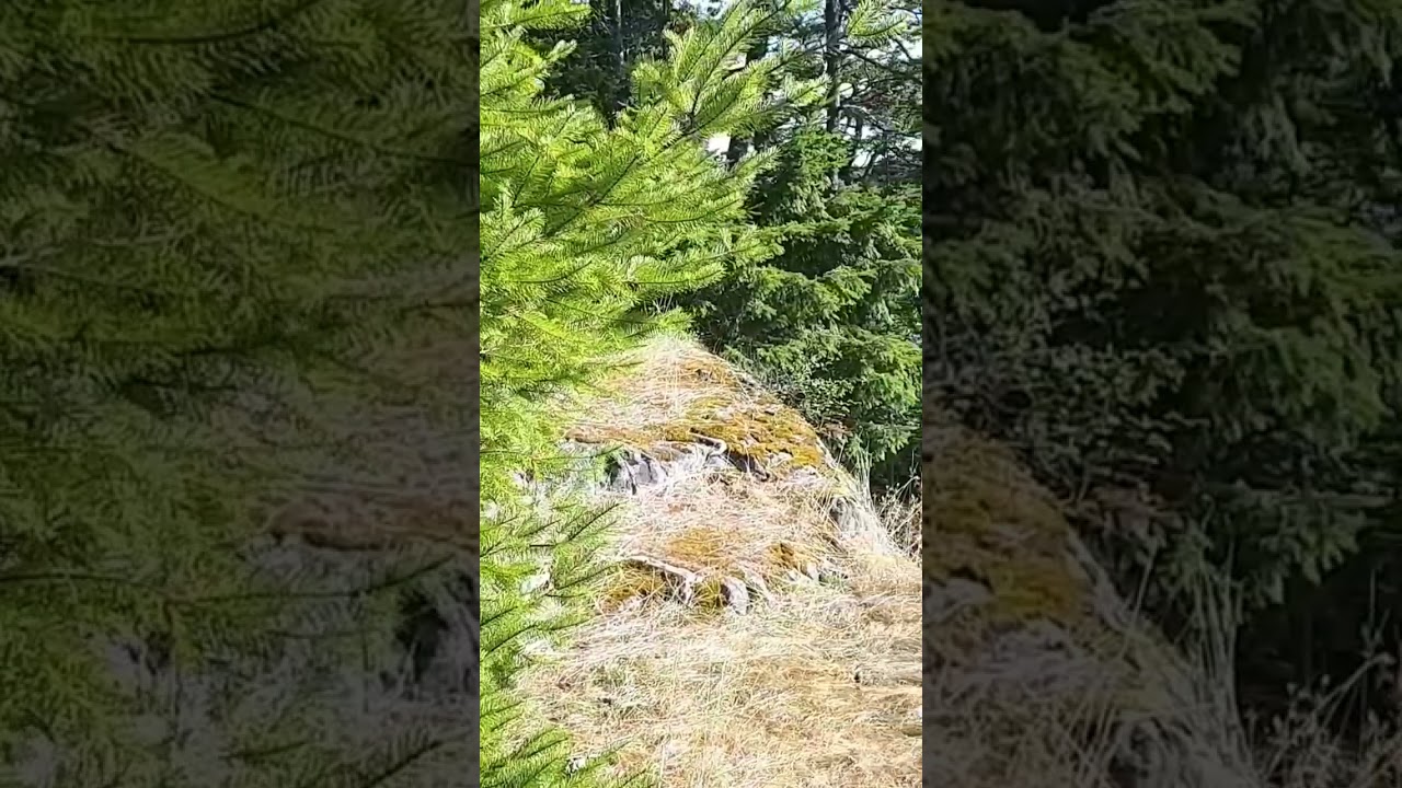 My View - Gambier Island Scenic View