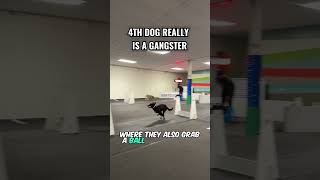 Dogs racing with amazing skills (cred: @RunDownRiver)