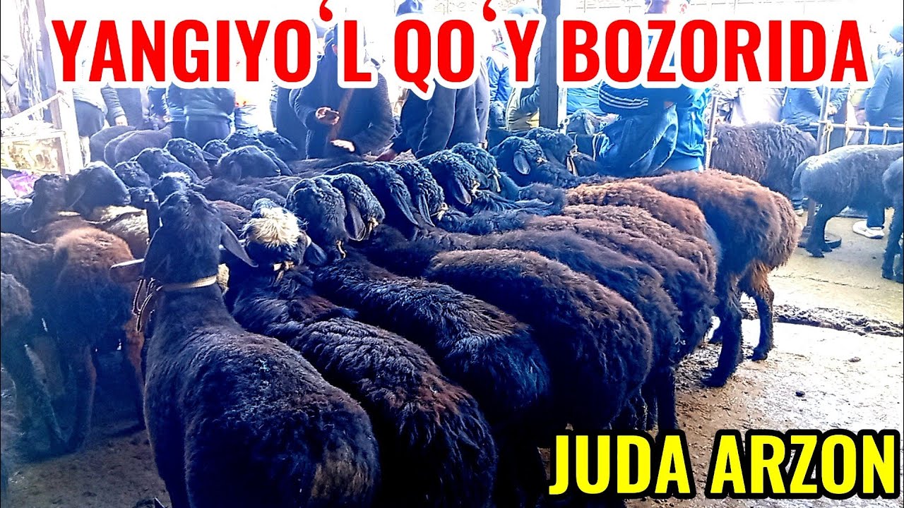 YANGIYOʻL QOʻY BOZORIDAGI BUGUNGI NARXLAR DAXSHAT 🐏🐑🐐