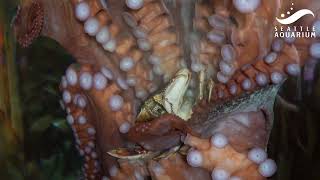 🐙 8 Days of Octopus Facts: Day 6 🐙