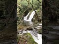 Waterfall, River and Birdsong 🌿 Relaxing Nature Sounds for Inner Peace #shortfilms