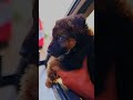 When a German Shepherd Puppy has the Ultimate Vibe 😎🔥 #karuppan #cutepuppy #pets