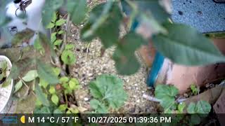 18/05/26 - 4 minutes of trailcam epic fail