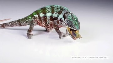 PSI - FESTO Adaptive Shape Gripper DHEF