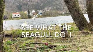 Mr. Crow arrive whith arroganse/ Ducks and Seagulls Funny Spring life/ Norway Westcoast 