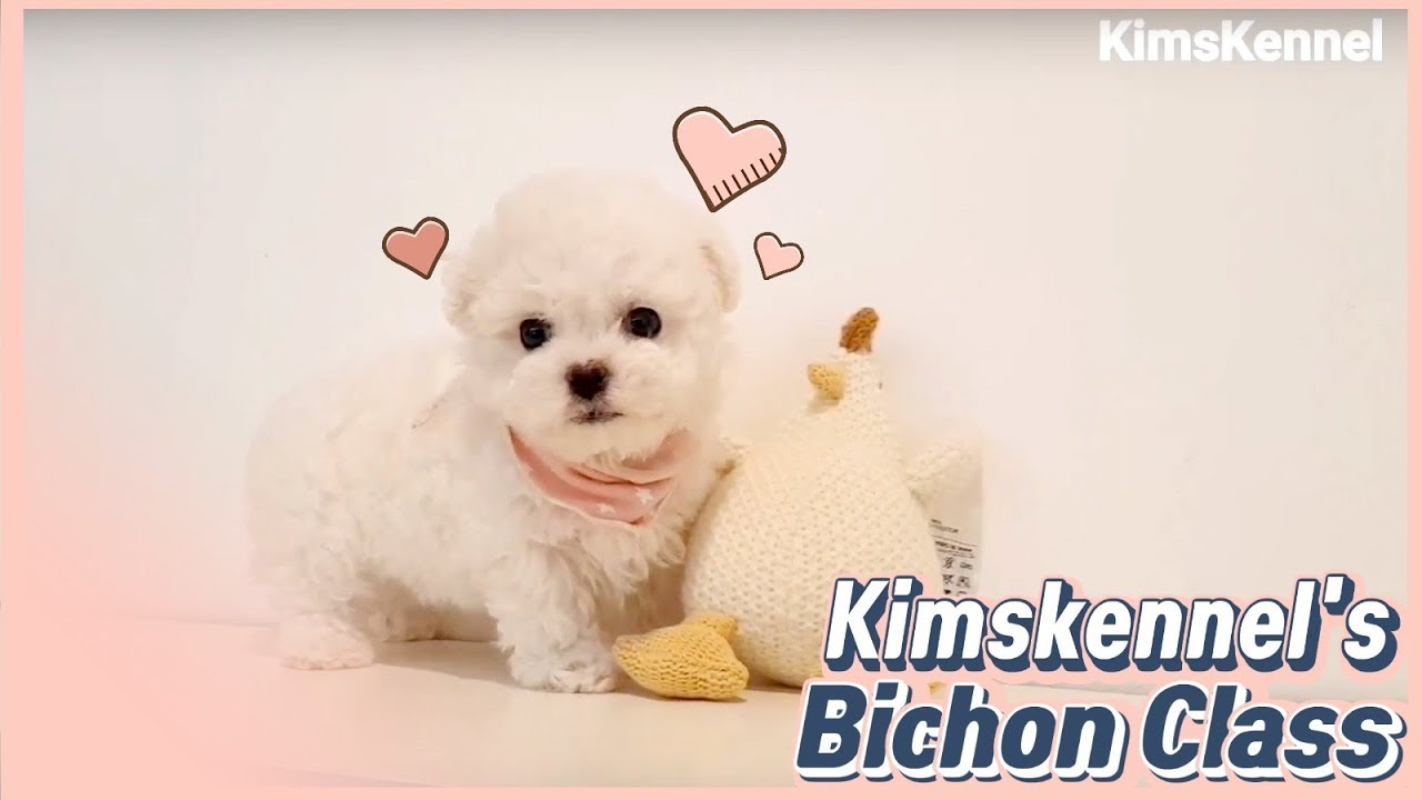 micro bichon