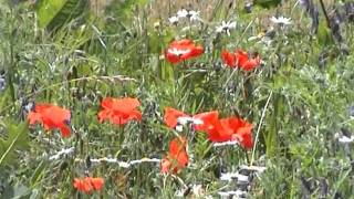 Sevenum Marieke Hegerwalterband Bj Baartmans Gitaren Paludarecords Nll280900196