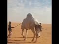 رمان محمد عبدالله الفصام 