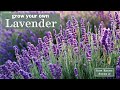 Sow right seeds  lavender garden starter kit