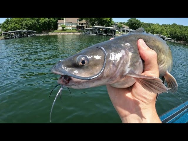 Catfish Fishing  Lake of the Ozarks 