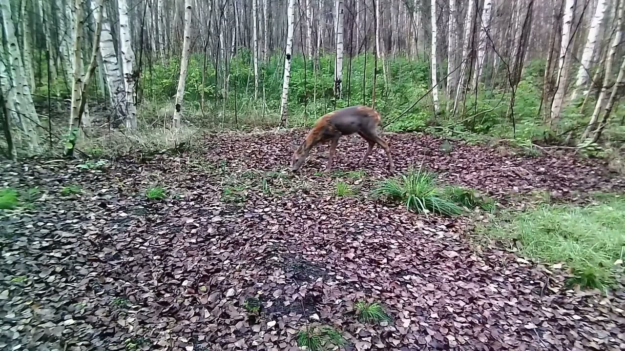 Wild animals. Trail camera. Two cameras facing each other. Deer. Raccoon dogs. Birds.