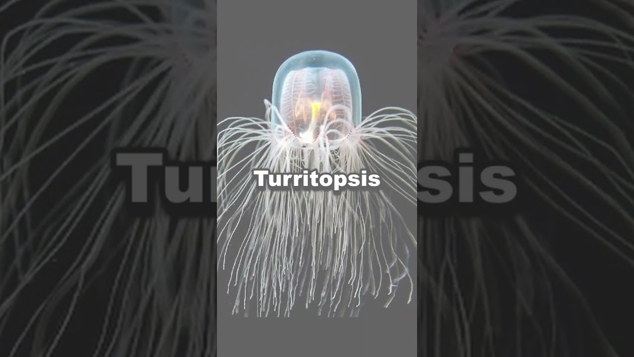 Scientists Say Animal Will Live Forever 