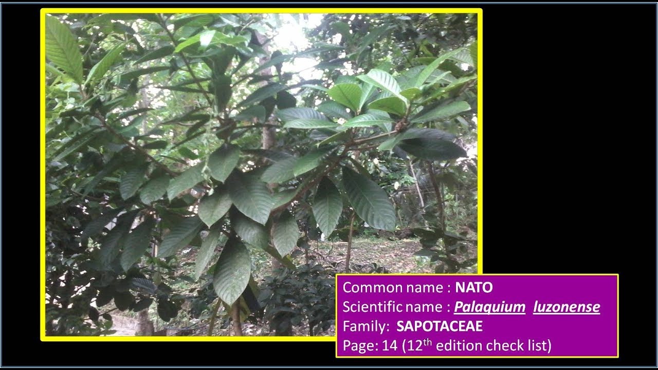 NATO - Tree Species | Palaquium luzoniense - SAPOTACEAE | Tropical Rain