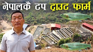 नेपालको एउटा टप ट्राउट माछा फार्म - Rainbow trout farming in Nepal