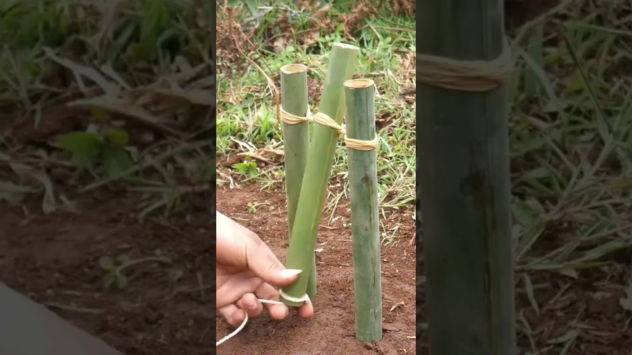 DIY Bird Trap from Bamboo | Simple Survival Skill 🪵🕊️ 