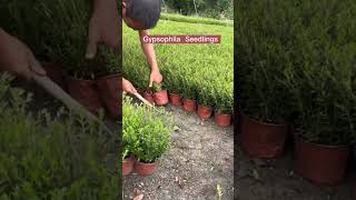 Gypsophila Paniculata Seedlings