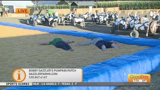 Dazzler's Pumpkin Patch