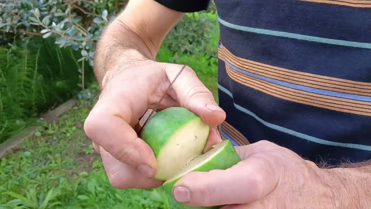 Feijoa Mammoth