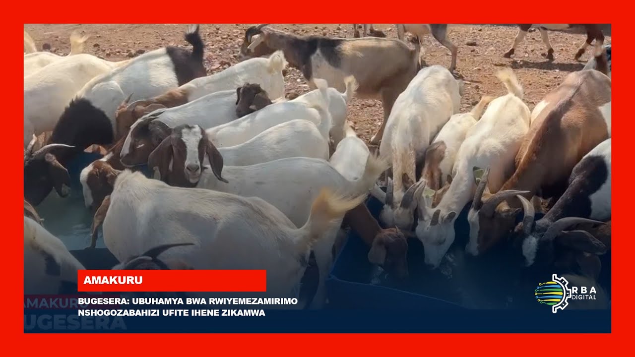 Bugesera: Ubuhamya bwa rwiyemezamirimo Nshogozabahizi ufite Ihene zikamwa