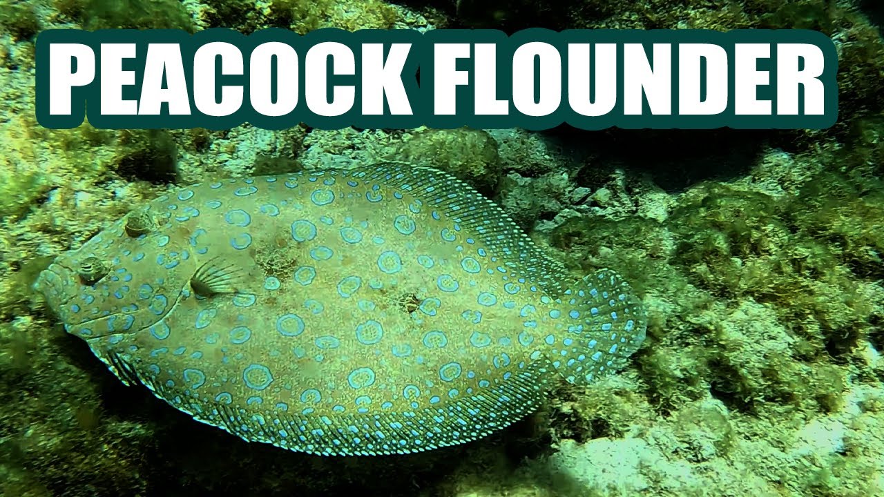 Big Beard's Adventure Tours: Peacock Flounder