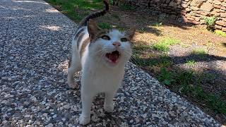 Meeting Geveze the Stray Cat Was One of the Best Things That's Ever Happened to Me