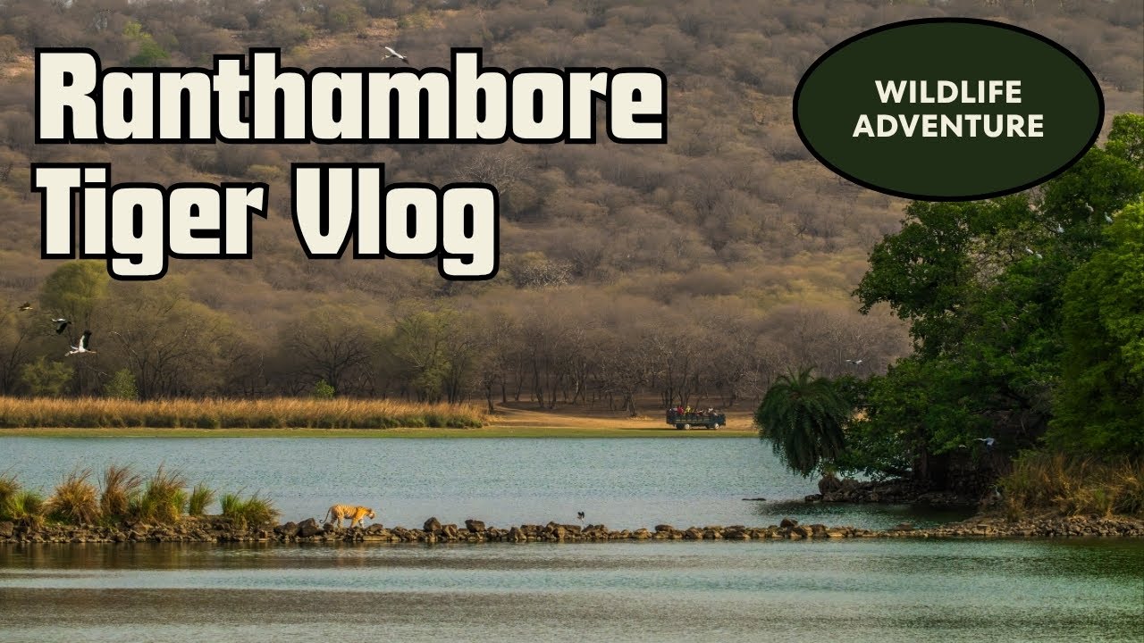Ranthambore Tiger Reserve - Zone -3 Safari I Tiger Sightings & Wildlife Experience IहिंदीI