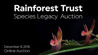 Rainforest Trust Species Legacy Auction