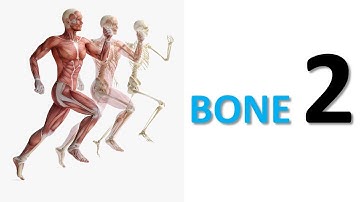 Bone (Part-2). Prof. Dr. Md. Ashfaqur Rahman