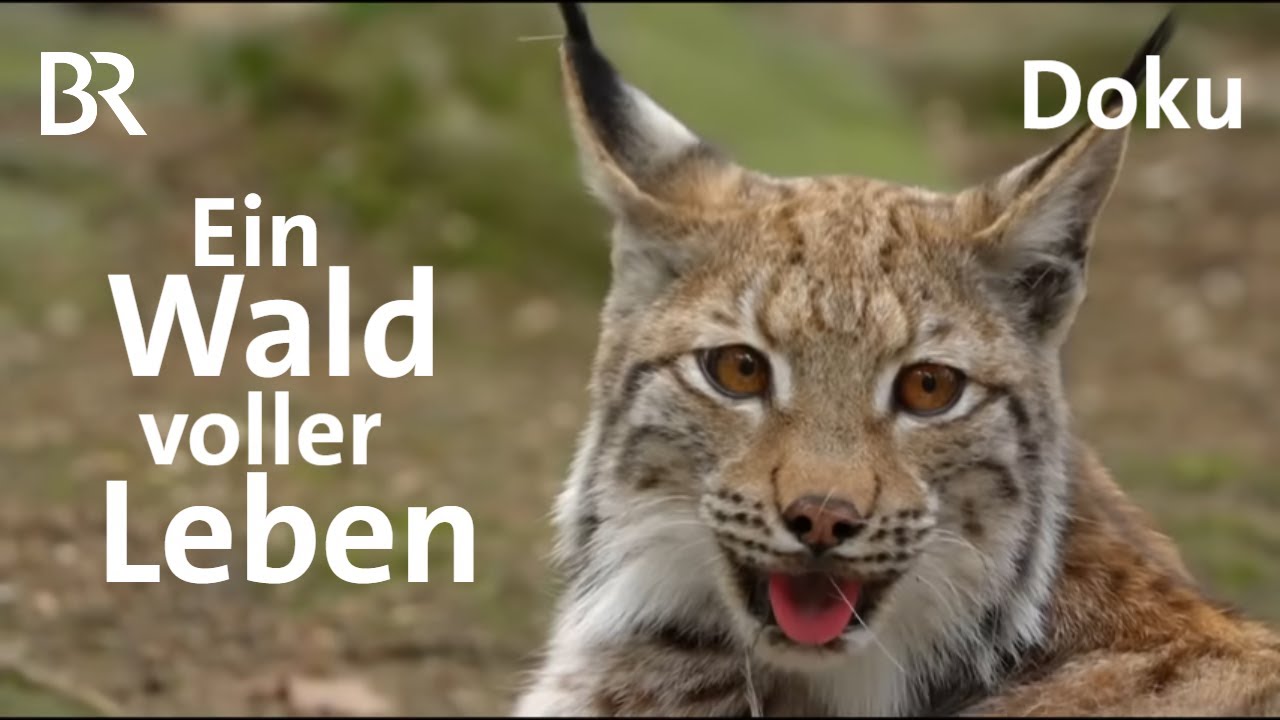 Im Lamer Winkel | Versteckte Paradiese | Bayern erleben | Doku | BR