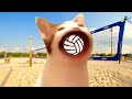 Pop Cat Plays Volleyball