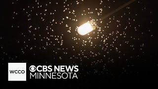 Mississippi River towns in Minnesota brace for mayfly hatching