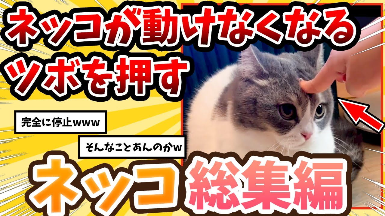【2ch動物スレ総集編】猫が動けなくなる頭のツボを押した結果→反応が可愛すぎたwww/ネッコ300選‼
