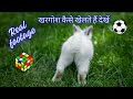 खरगोश कैसे खेलते हैं देखें || खरगोश खुश है कैसे जाने देखें || rabbit fun corner Guplu #guplu