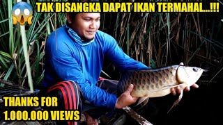 ANGKAT BUBU IKAN SUPER BESAR ISI NYA IKAN TERMAHAL||DAPAT IKAN ARWANA BABON AUTO KAYA BRO