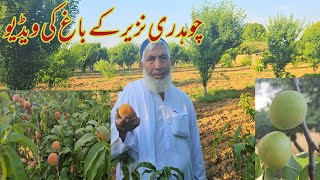 Ch nazir garden's Chattroh Ak//waqar pardesi vlogs//