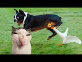 Best funniest animals 2024   funny dogs and catss of the year