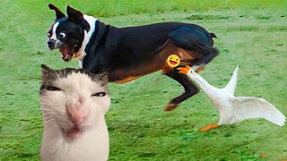 Best Funniest Animal Videos 2024 😅 - Funny Dogs And Cats Videos Of The year