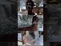 Schnee ist schon was schönes, oder? #bauernhof #schnee #snow #alpaca