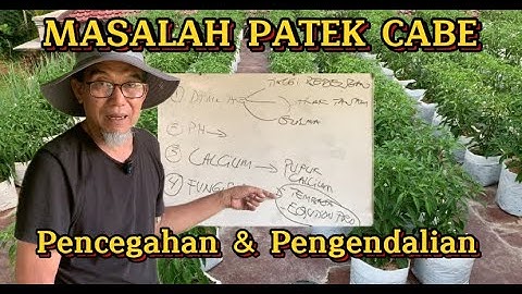 PENCEGAHAN & PENGENDALIAN PATEK PADA CABE