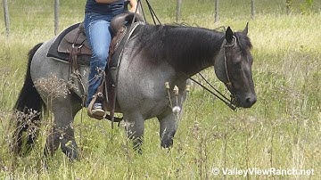 Birds Kaylees Shadow - trail riding! - ValleyViewRanch.net