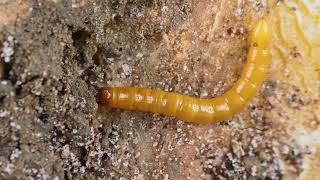 Bodemleven in beeld: Ritnaald larve