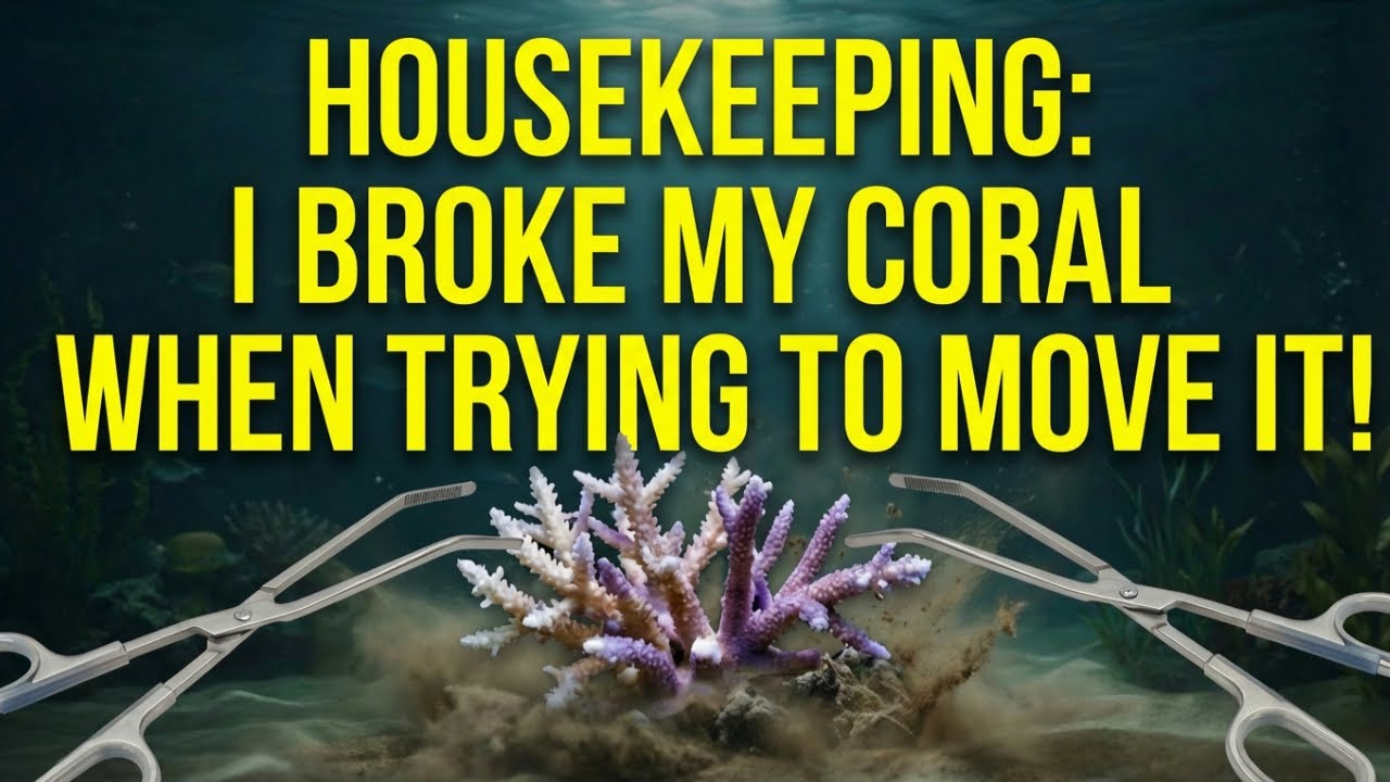 Уборка в аквариуме: неожиданная правда, скрывающаяся за моим обещанием.