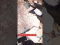 Snake 🐍bite in Village #reels #shorts #shortsyoutube
