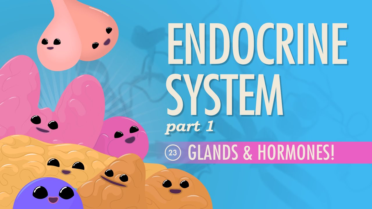 Endocrine System Part 1   Glands  Hormones Crash Course Anatomy  Physiology  23