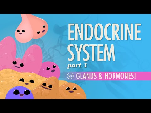 Endocrine System, Part 1 - Glands x Hormones: Crash Course Anatomy x Physiology 23