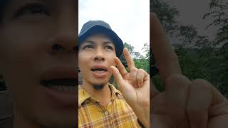 Pupuk masa pertumbuhan tanaman cabe #shorts #arispipit #tanamancabe