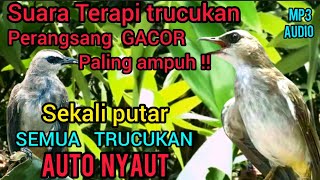 Download Lagu TERAPI TRUCUKAN BIAR CEPAT GACOR DAN GARUDA, UNTUK TRUCUKAN MALAS BUNYI OBYOKAN / MUDA HUTAN. MP3
