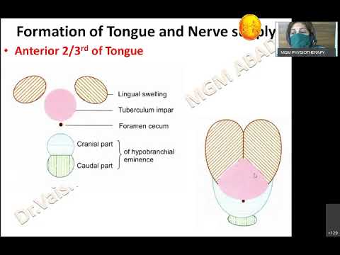 Anatomy-Development of Tongue & Salivary Glands-(20200515 0428 1)