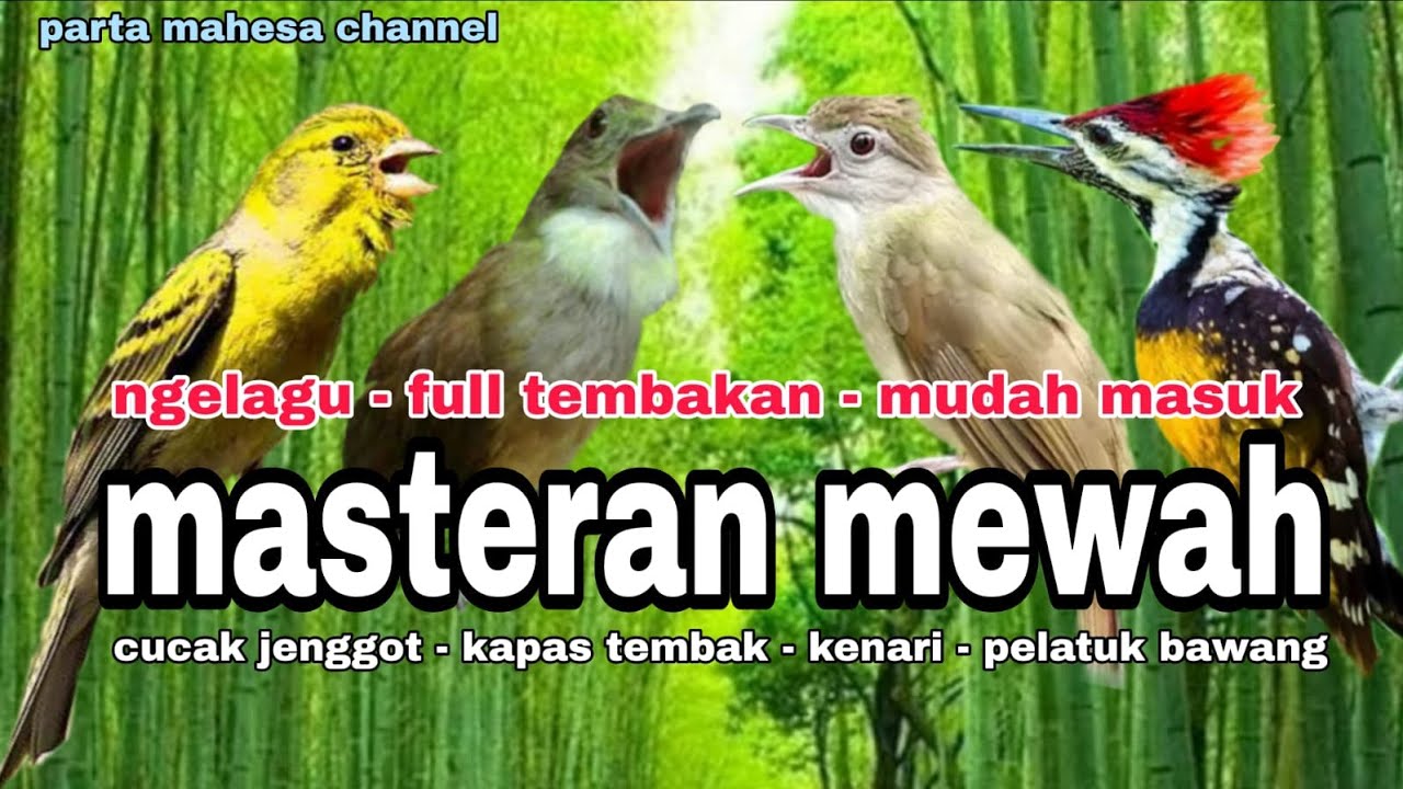 Kombinasi Suara Burung Masteran PELATUK BAWANG - KAPAS TEMBAK - KENARI - CUCAK JENGGOT