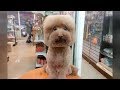 Best COLLECTION of FUNNY DOG VIDEOS // PREPARE to LAUGH!